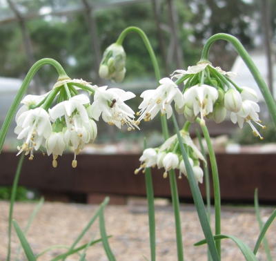 Allium cernuum 'White Dwarf' 